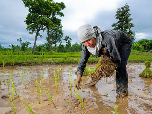 Enjoy North East Thailand (Isaan). - Gallery - 7