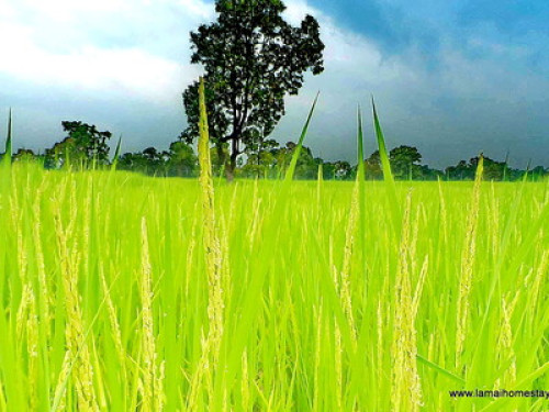 Winners Thailand Green Excellence  - Gallery - 32