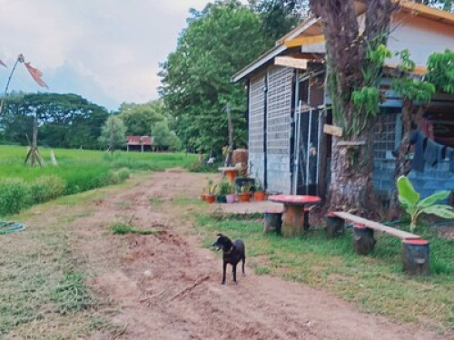 Experience authentic Thai farmstyle - Gallery - 3