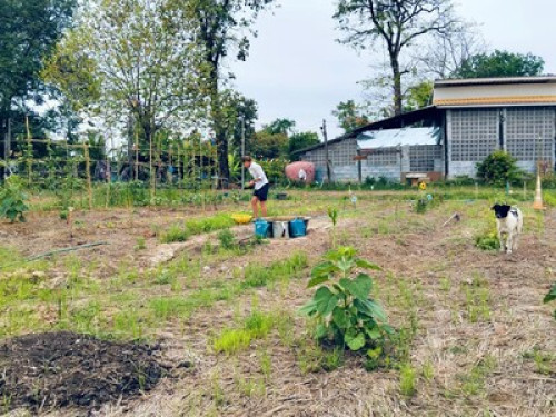 Experience authentic Thai farmstyle - Gallery - 4