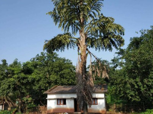 Satyendra Cottage! Bastar Homestays - Gallery - 7