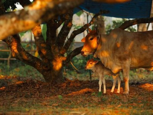 Aum Hum Homestay and Organic Farm - Gallery - 23