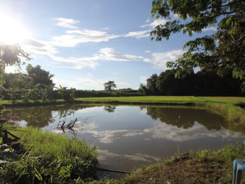 Baan Tha Khan Tong Homestay - Gallery - 17