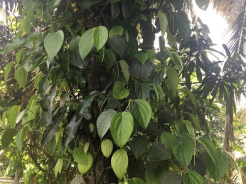 farm - Gallery - 22