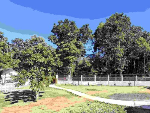 Ejaar Homestay Kaziranga - Gallery - 10