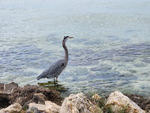 Island living, water access, Kayak. - Gallery - 8