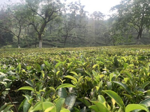 Thulung Homestay  - Gallery - 4