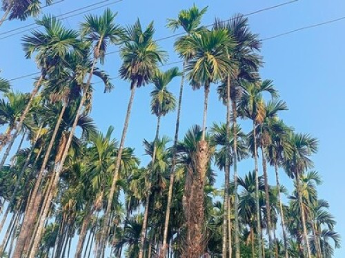 Thulung Homestay  - Gallery - 5