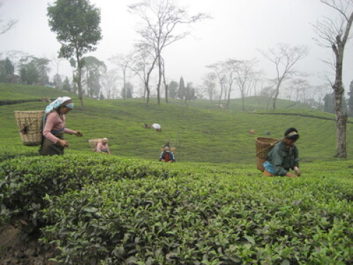 Friendly family in Takdah cantt., - Gallery - 12