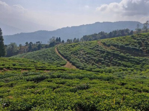 Chintapu Homestay Ilam - Gallery - 18