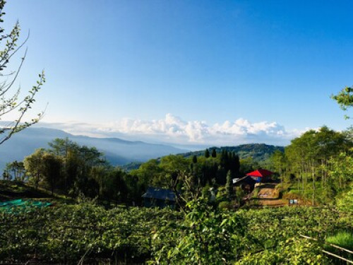 Chintapu Homestay Ilam - Gallery - 24