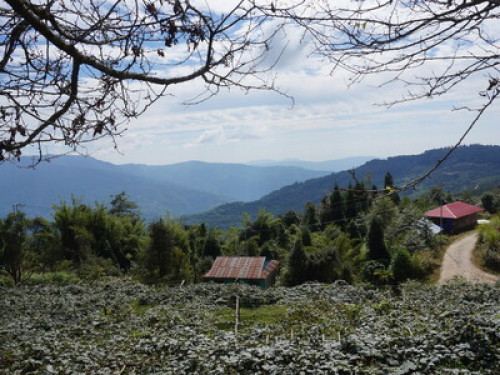 Chintapu Homestay Ilam - Gallery - 4