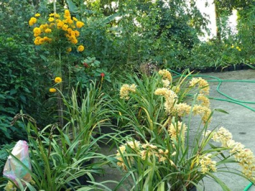 HIMALAYAN HOMESTAY - Gallery - 17