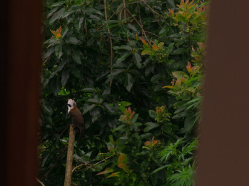 Daara pari 