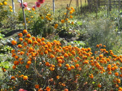 Dokohthang Village Homestay - Gallery - 6