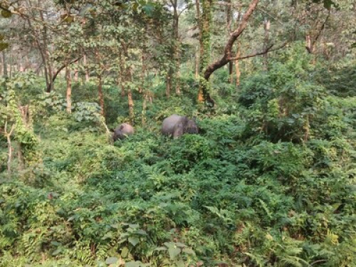 My home in jungle - Gallery - 12