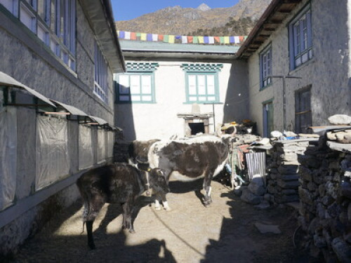 Khumbi-Yulha Homestay - Gallery - 6
