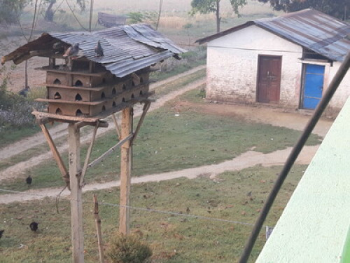 Typical tharu hospitality  - Gallery - 10
