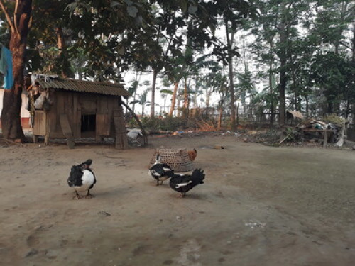 Typical tharu hospitality  - Gallery - 12
