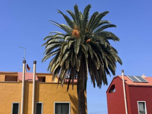 Experience the Authentic Tenerife - Gallery - 28