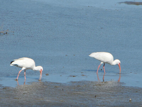 Steps from Galveston Bay - Seabrook - Gallery - 7