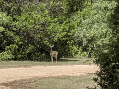 Beautiful & Peaceful Buda, TX Home - Gallery - 8