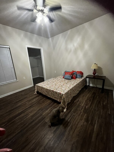 2Poodles Would Like Roommate