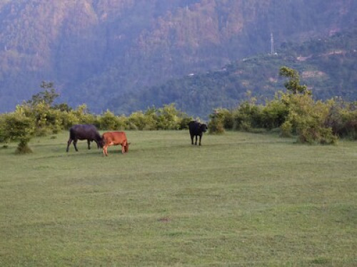 Stay at Inner Himalaya in Rural - Gallery - 5