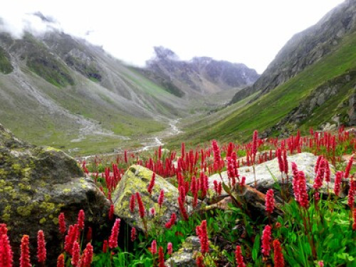Village view homstay sangla  - Gallery - 11