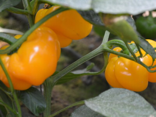 Farm Stay - Gallery - 12