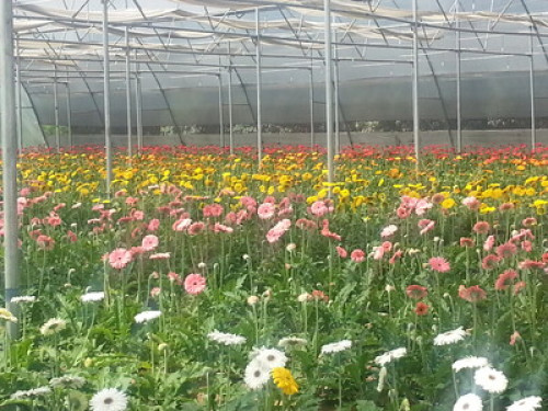 Farm Stay - Gallery - 19
