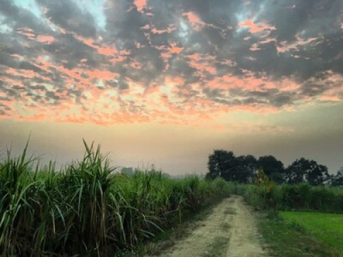 The Kothi, village stay  Near Amritsar - Gallery - 4