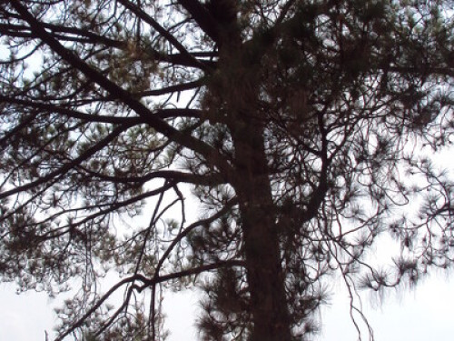 Come Listen to the Voice of Nature - Gallery - 5