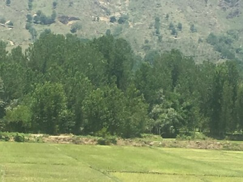 HAKEEM HOMESTAY in Kashmir - Gallery - 8