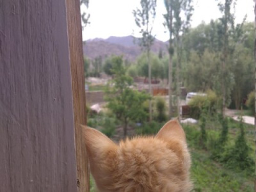 Amir homestay leh ladakh - Gallery - 5