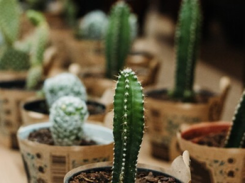 Garden Glory - Gallery - 10