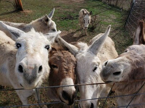 Artsy and Animals Galore / Rural TN - Gallery - 2