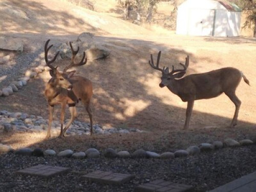 Oak Retreat by Yosemite NP - Gallery - 7