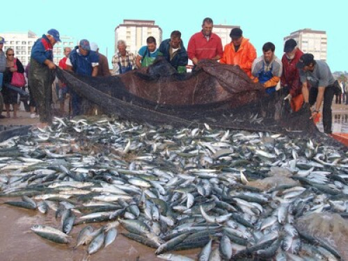 Lovers of good fish! - Gallery - 9