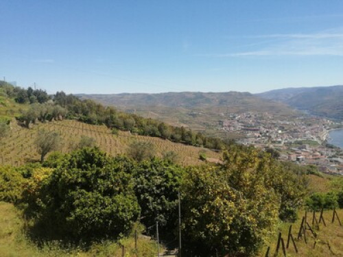 Douro Valley Region 1931 - Gallery - 3