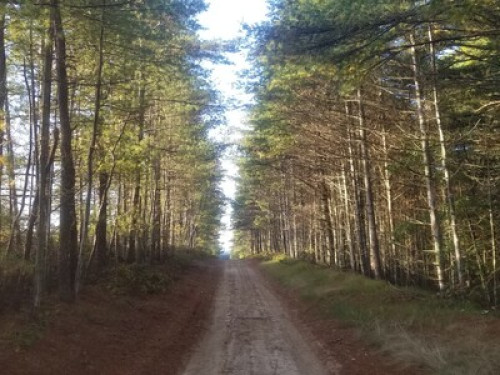 Quiet Forest‑Side Homestay - Gallery - 13