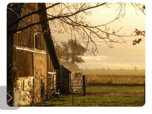 Blue Rose Farm
