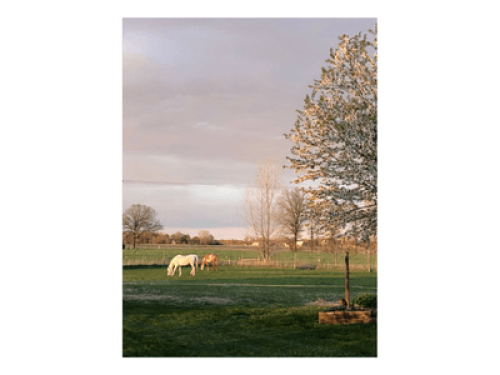Blue Rose Farm - Gallery - 3