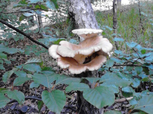 Tara, mountain, mushrooms, ski,fish - Gallery - 9