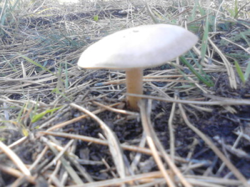 Tara, mountain, mushrooms, ski,fish - Gallery - 6