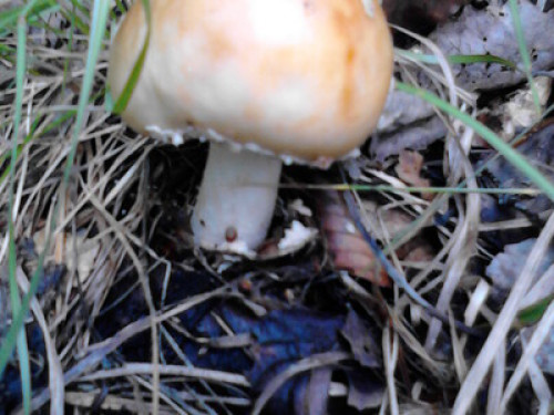 Tara, mountain, mushrooms, ski,fish - Gallery - 12