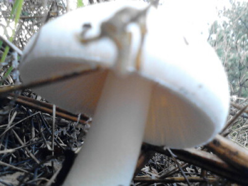 Tara, mountain, mushrooms, ski,fish - Gallery - 13