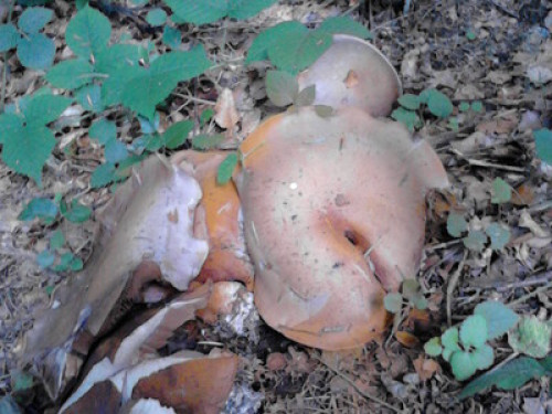 Tara, mountain, mushrooms, ski,fish - Gallery - 5