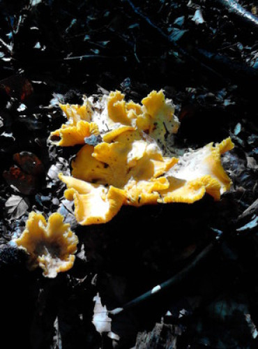 Tara, mountain, mushrooms, ski,fish - Gallery - 11