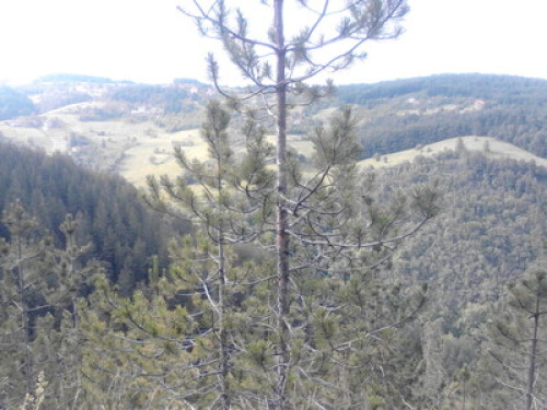 Tara, mountain, mushrooms, ski,fish - Gallery - 18